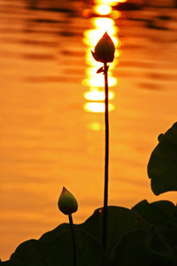 重庆豹队遭遇失利，积分榜前进困难