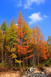 阿贾克斯士气高昂，冲击欧冠大赛