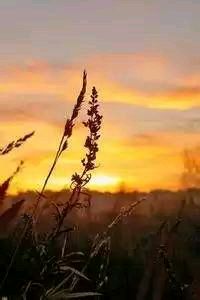 德国女足实力强大，屡获殊荣