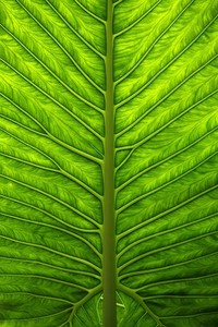 阿尔卑斯维纳突破自我，放手一搏成功击败强敌